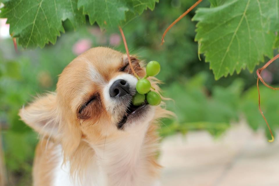 Cachorro comendo uva