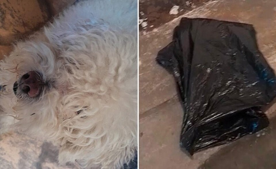Imagem colorida de poodle vivo (a esquerda) e saco preto com o corpo do animal (a direita) - rascunhos