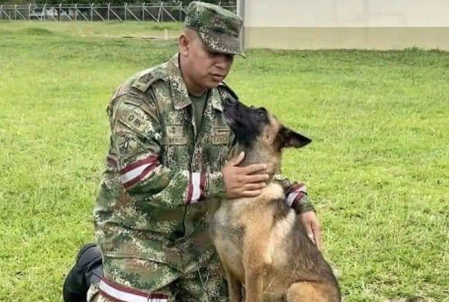 Cão que ajudou no resgate de crianças após acidente aéreo segue desaparecido - Metrópoles