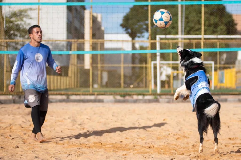 Cão preto e branco pula para morder bola