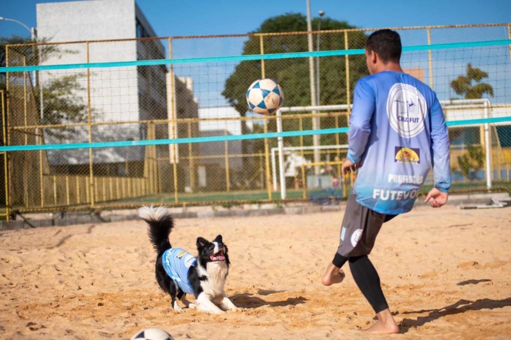 Cão preto e branco usa colete azul e prepara-se para morder bola. Homem de costas usando roupa térmica e camisa azul chuta bola