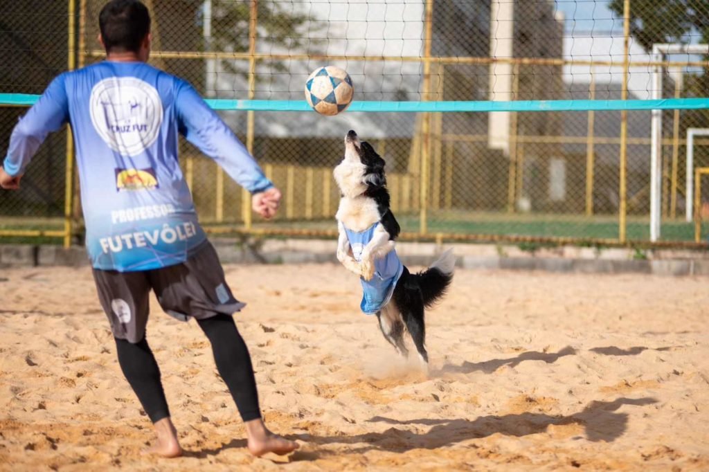 Cão preto e branco pula para morder bola