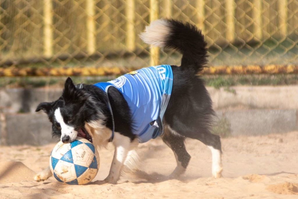 Cão preto e branco usa colete azul e morde bola