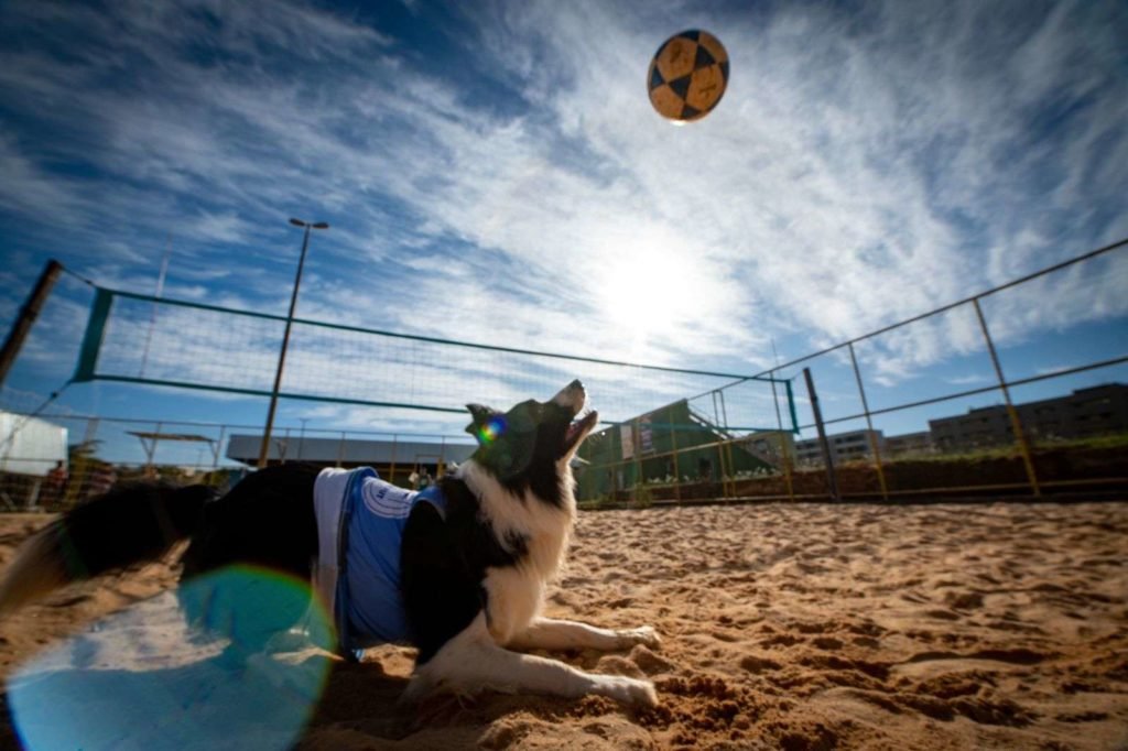 Cão preto e branco usa colete azul e prepara-se para morder bola