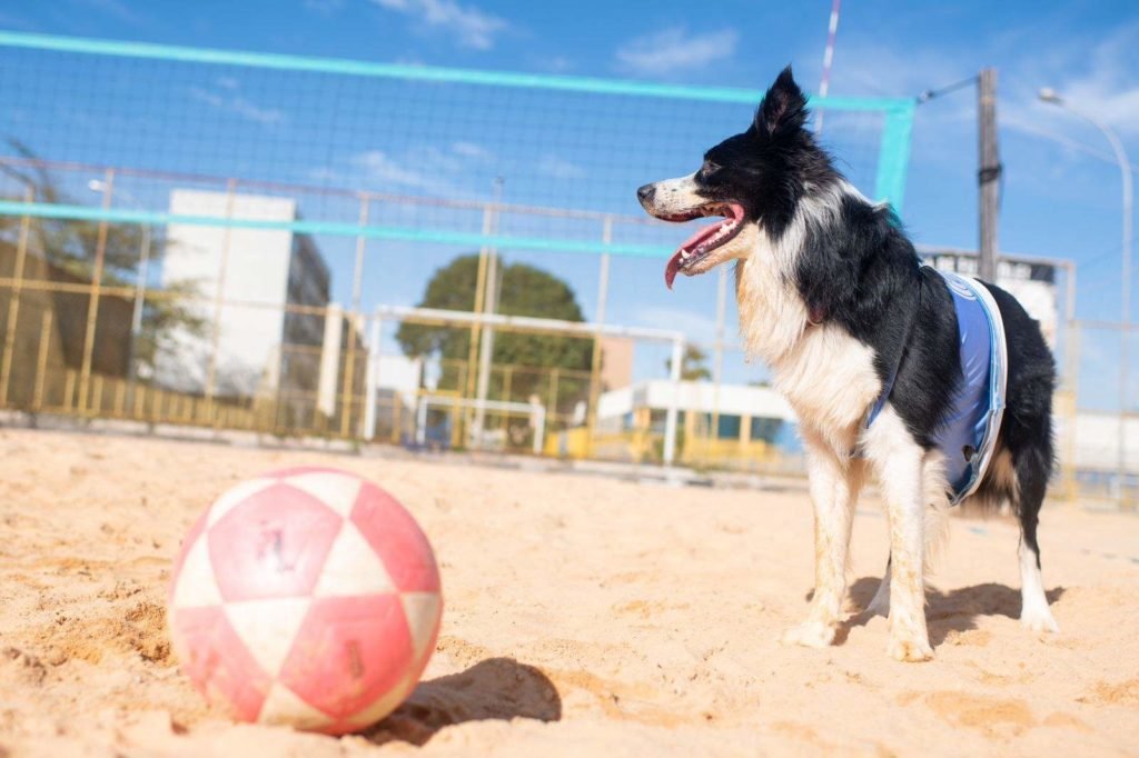 Cão preto e branco olha para o lado, próximo a bola de futevôlei em quadra de areia