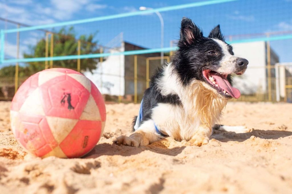 Cão preto e branco deitado olha para o lado, próximo a bola de futevôlei em quadra de areia