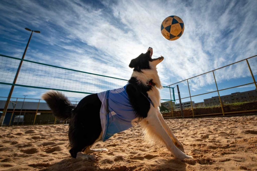 Cão preto e branco usa colete azul e prepara-se para morder bola