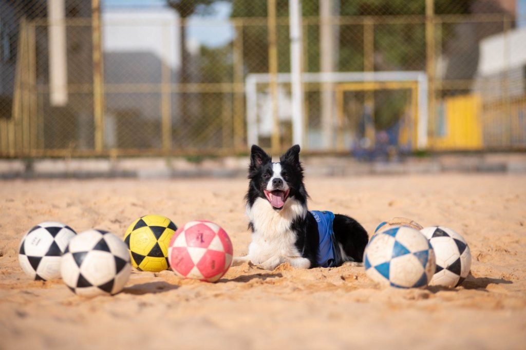 Cão branco e preto deitado em quadra de areia ao redor de várias bolas de areia usa colete azul