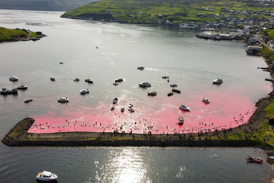 Imagem mostra baleias mortas em caçada mar fica vermelho com sangue - Metrópoles