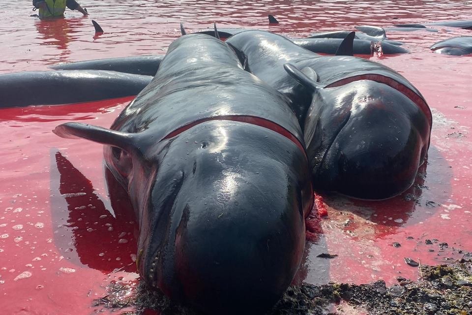 Imagem mostra baleias mortas em caçada mar fica vermelho com sangue - Metrópoles