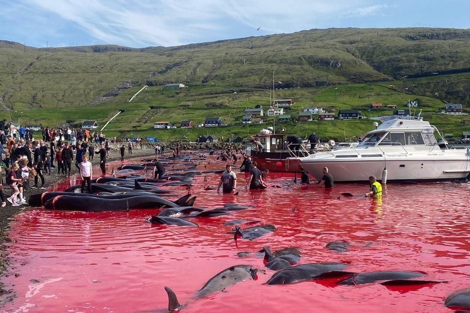 Imagem mostra baleias mortas em caçada mar fica vermelho com sangue - Metrópoles