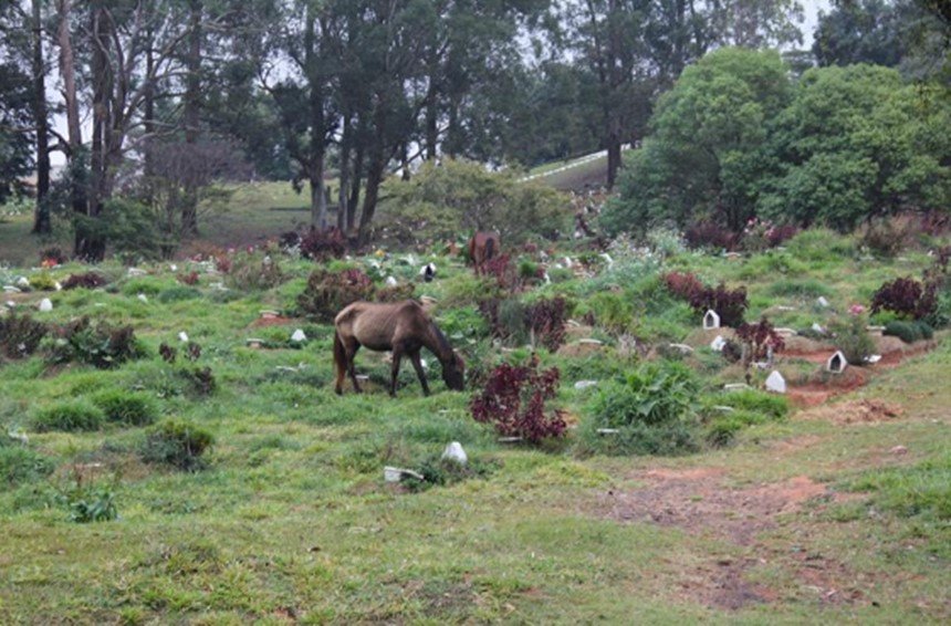 Imagem colorida de cavalos pastando em cemitério de SP