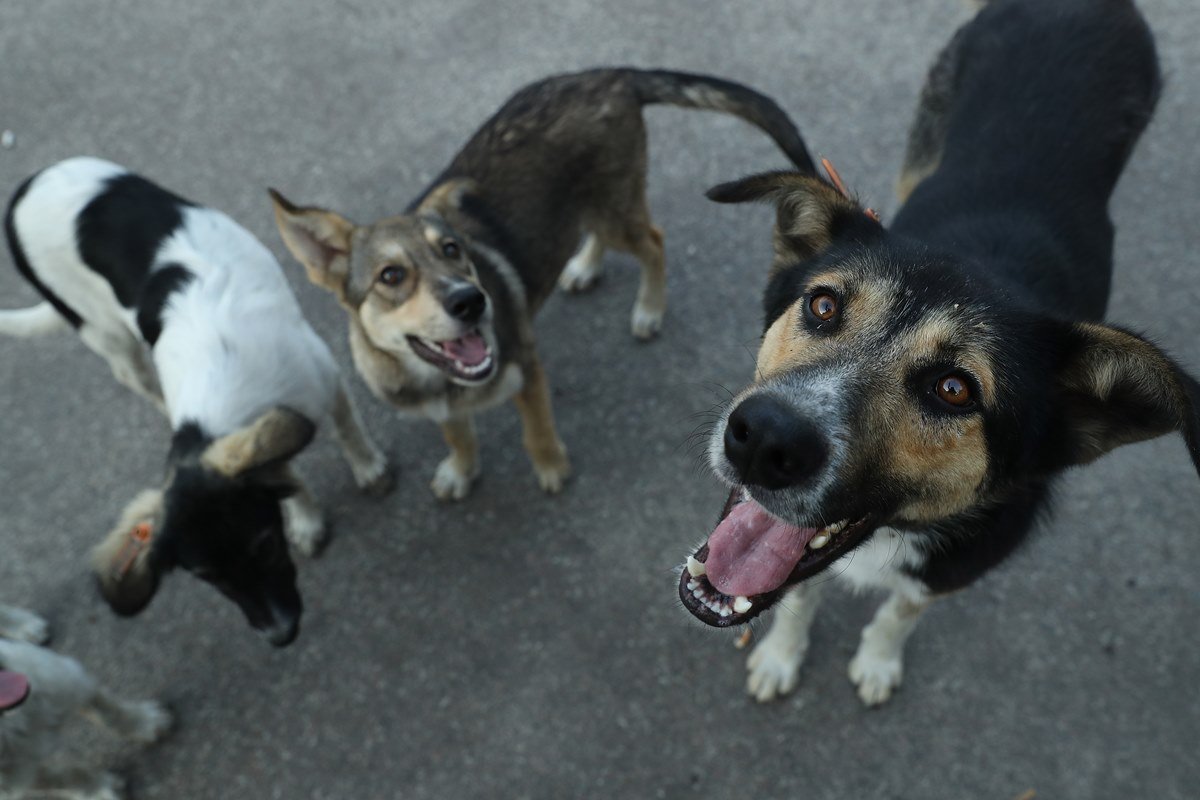 The Stray Dogs Of Chernobyl