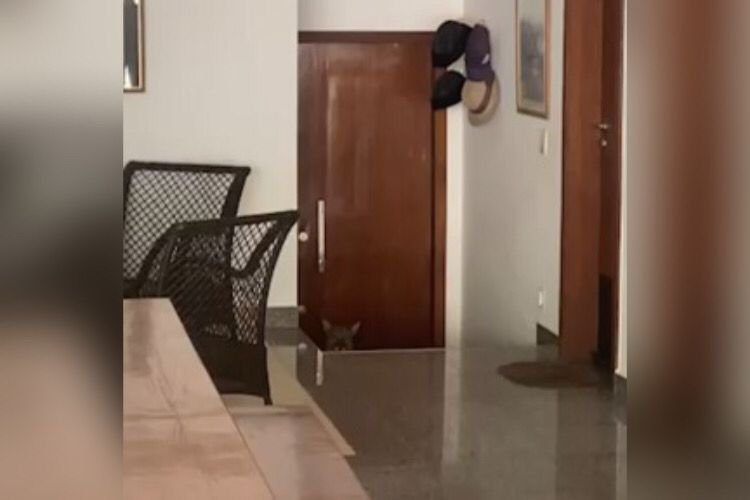 onça condominio virginia - Metrópoles