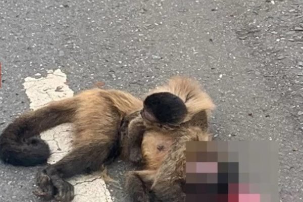 Macaco abraçado a corpo de mãe em rodovia - Metrópoles