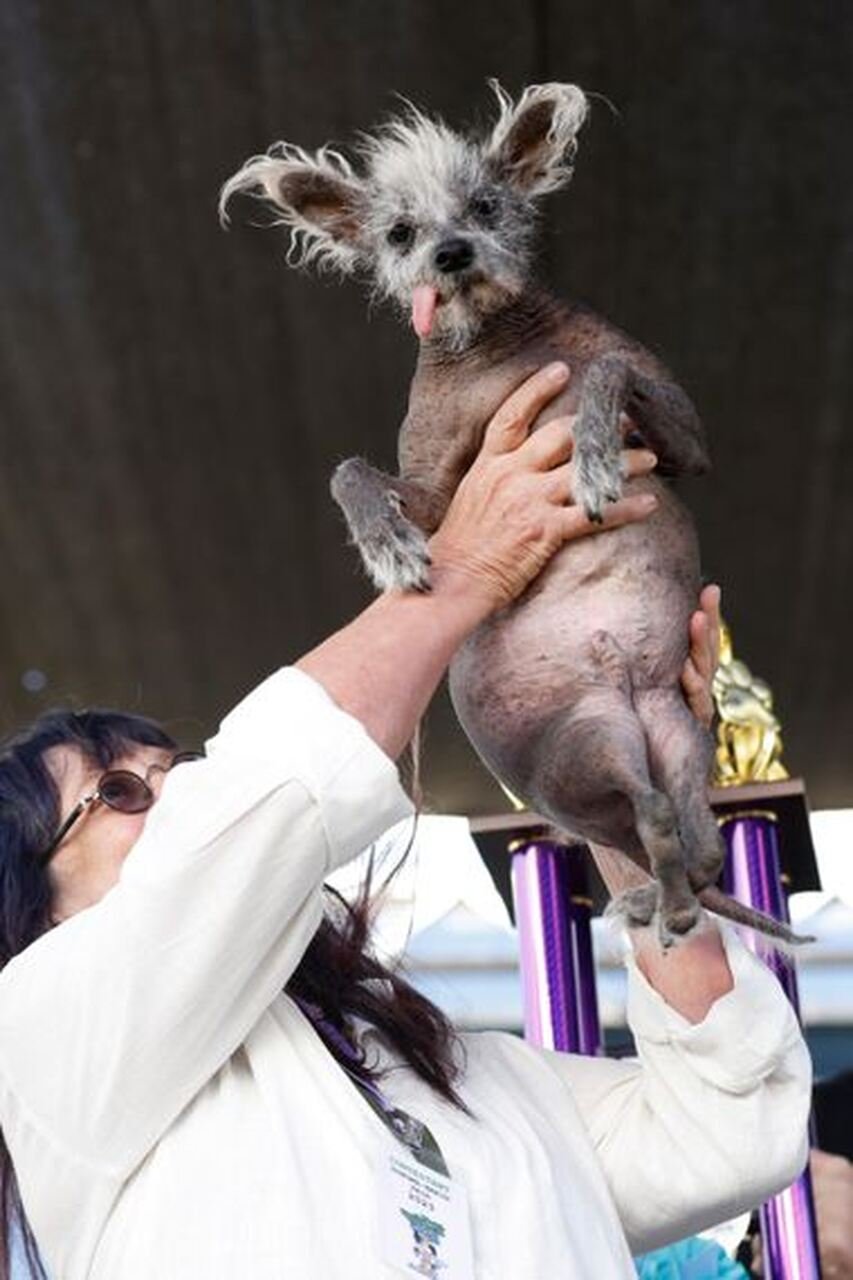 Competição do cachorro mais feio do mundo está com inscrições abertas para  2023