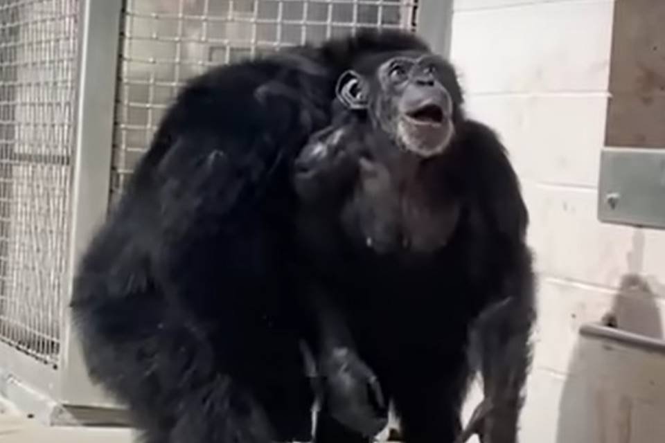 Chimpanze - Metrópoles