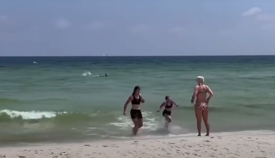 Tubarão nada em alta velocidade próximo a banhistas na Flórida; veja