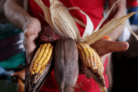 Fotografia colorida de milho e mandioca, considerados igredientes essenciais para cozinha mineira