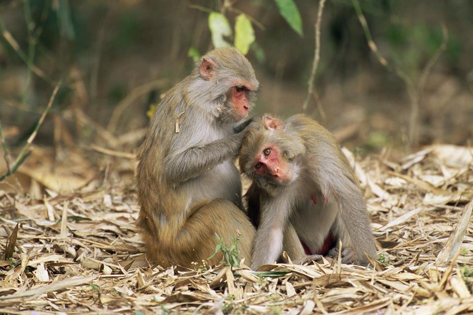 Macacos são fofos.