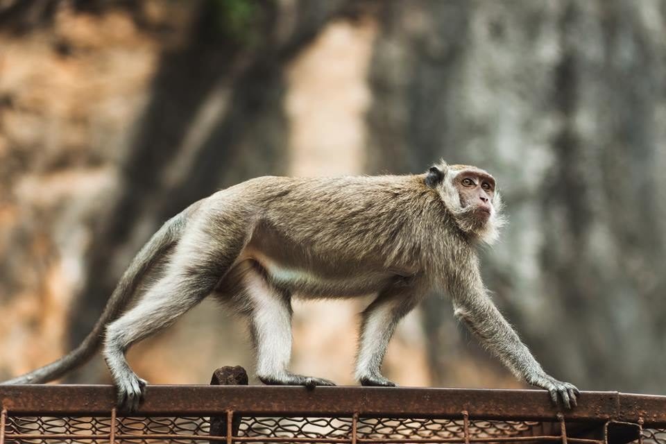 Cientistas descobrem que 72% dos macacos machos são bissexuais