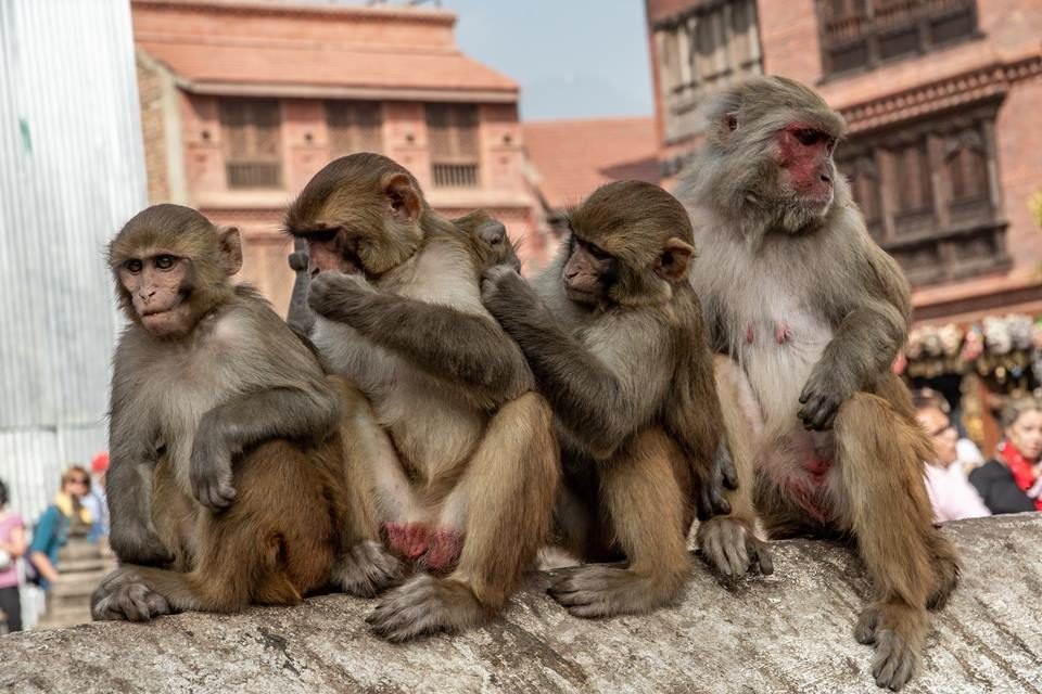 Macacos são fofos.