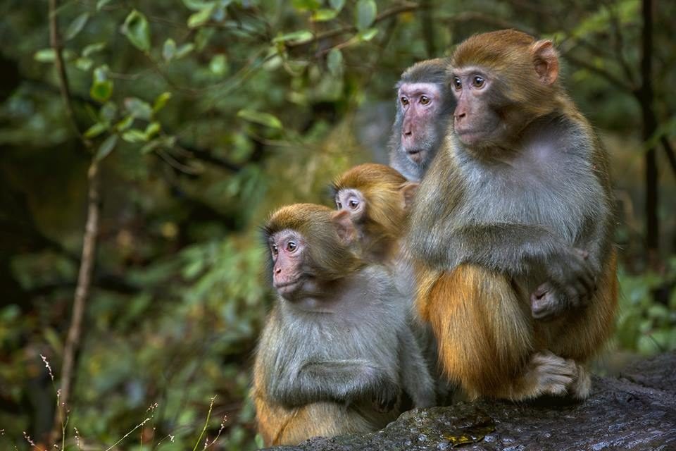 Macacos são fofos.