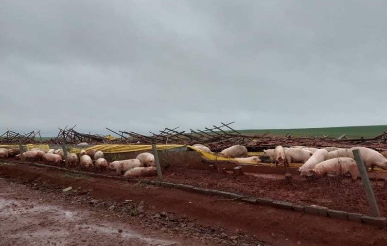 Criação de porcos destruída por ciclone no Rio Grande do Sul - Metrópoles