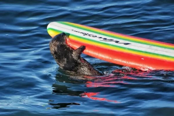 Foto colorida de lontra-marinha segurando prancha de surfista com a boca