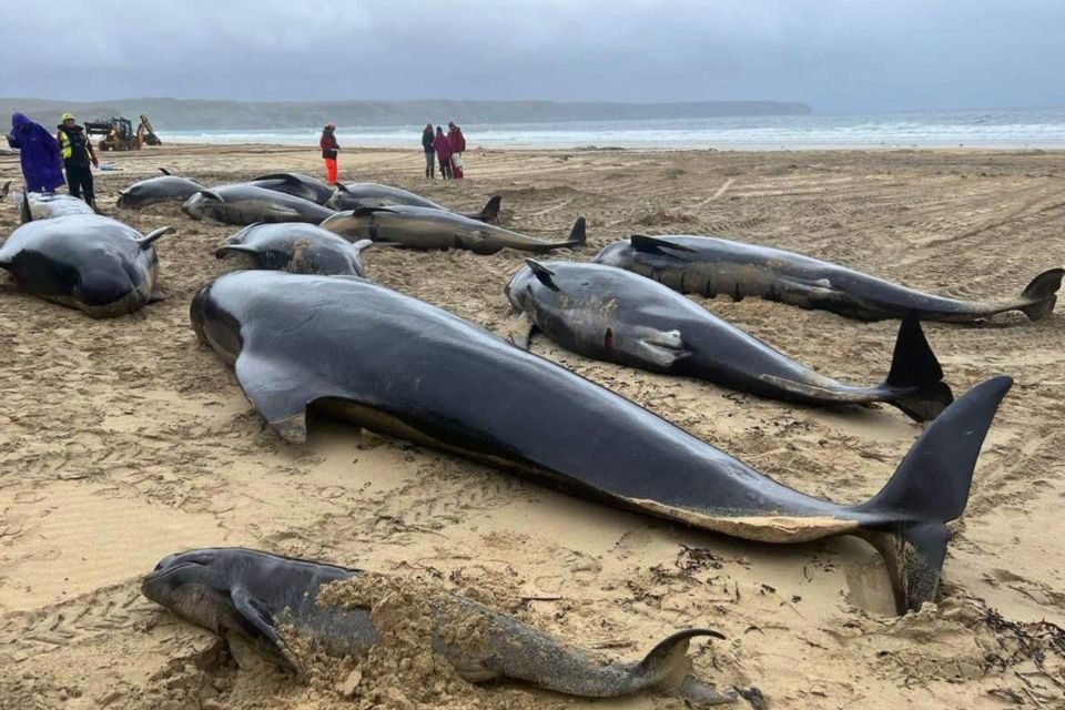 Baleias morrem na Escócia após encalharem - Metrópoles