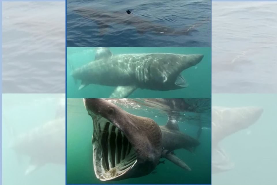 Visual do tubarão-elefante, também conhecido como tubarão-frade - Metrópoles