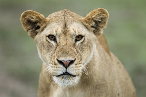 imagem colorida de uma leoa olhando para a câmera - metrópoles