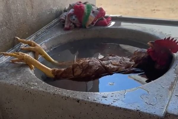 Frame de vídeo viral de um galo dormindo e se refrescando dentro da pia com água - Metrópoles