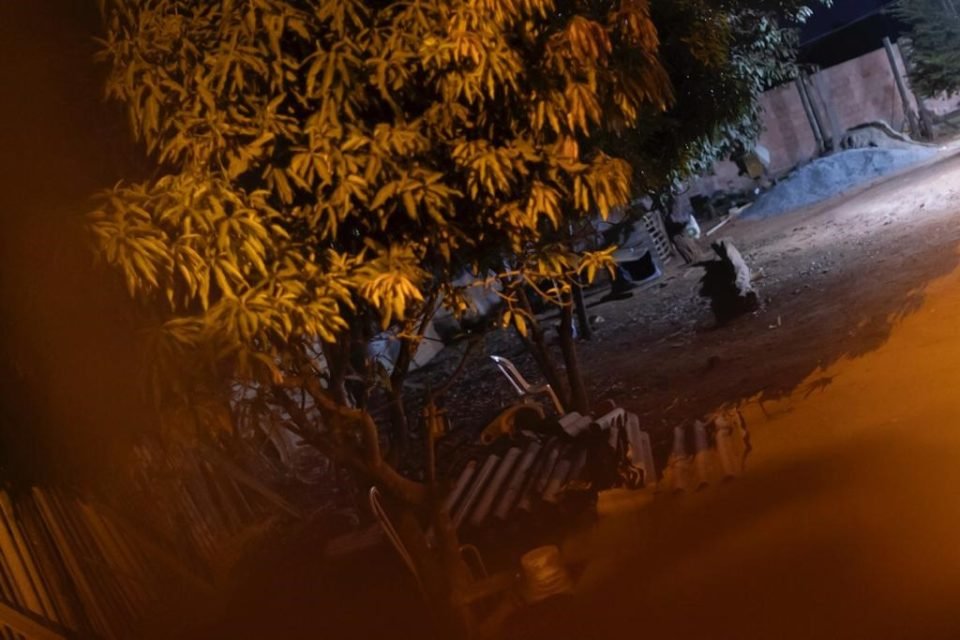 Árvore de porte médio em terreno de chácara. Ambiente escuro, pois está de noite