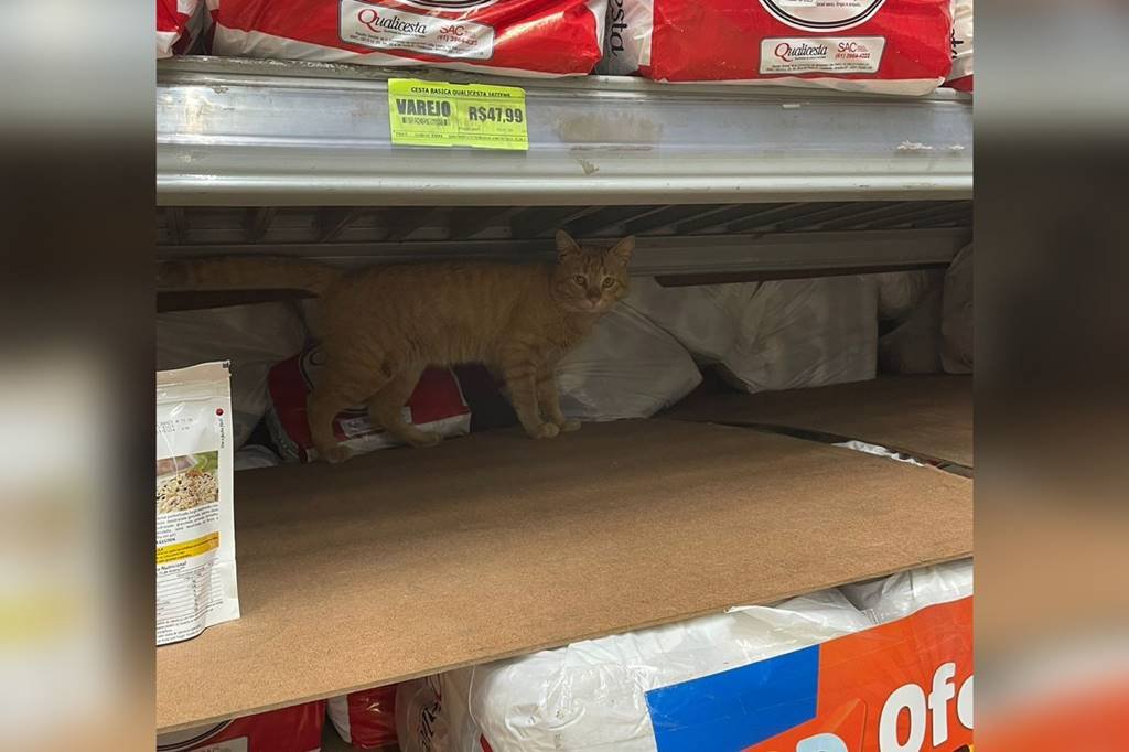 ONG resgata gata que furtava comida e dormia em supermercado do DF