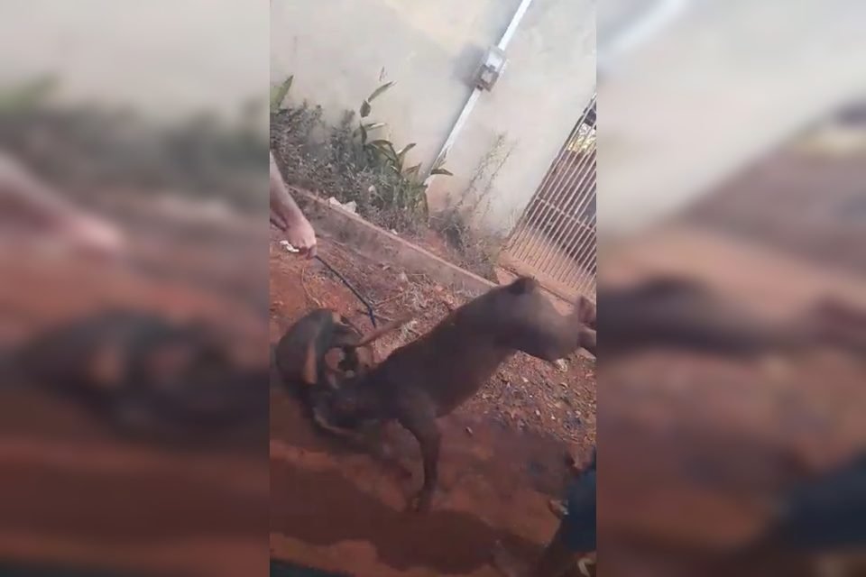 Pitbull ataca gato e causa confusão em Samambaia; veja vídeo