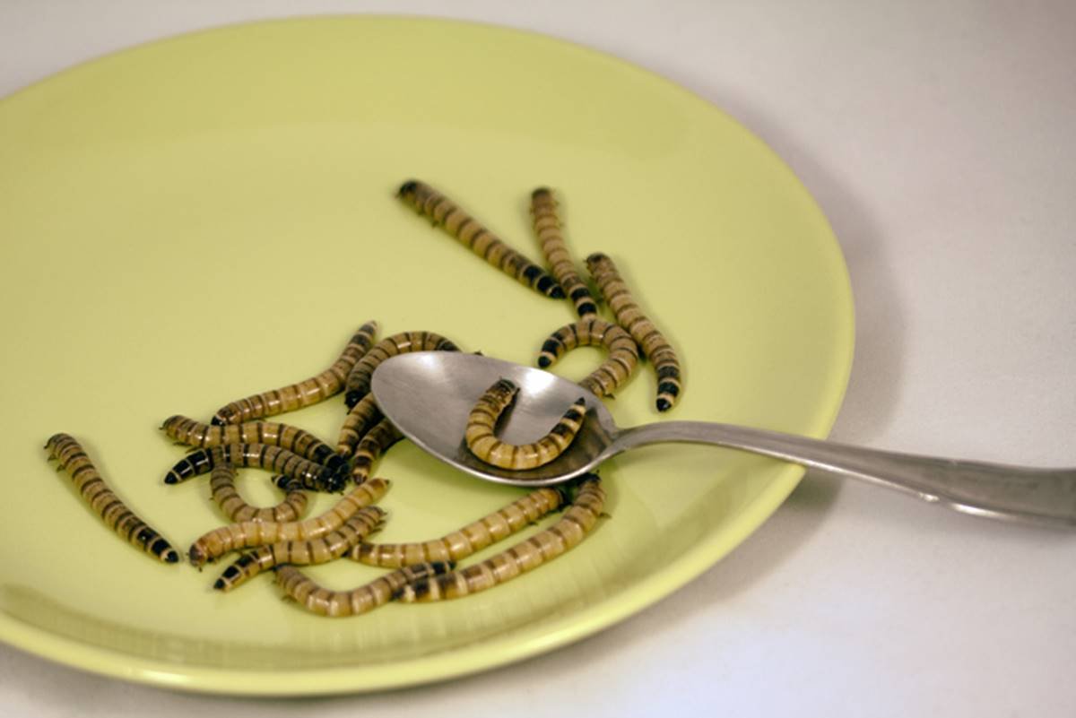 Foto de prato amarelo com colher e larvas - Metrópoles