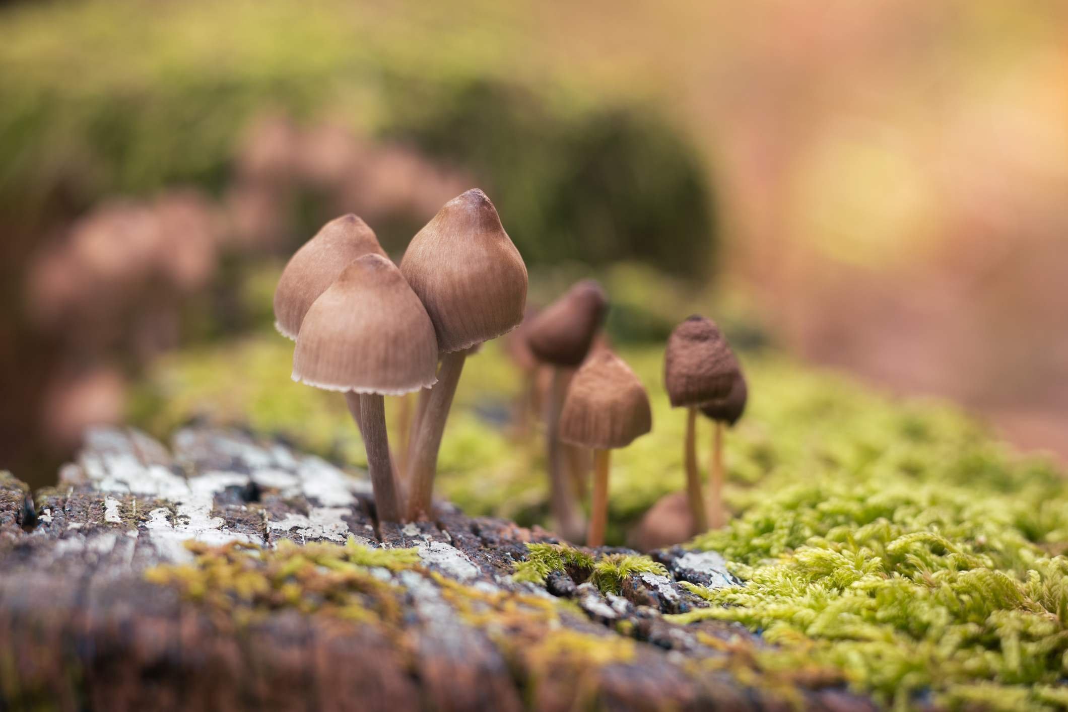 Foto mostra pequenos cogumelos de cor marrom aflorando em meio a musgos verdes - Metrópoles