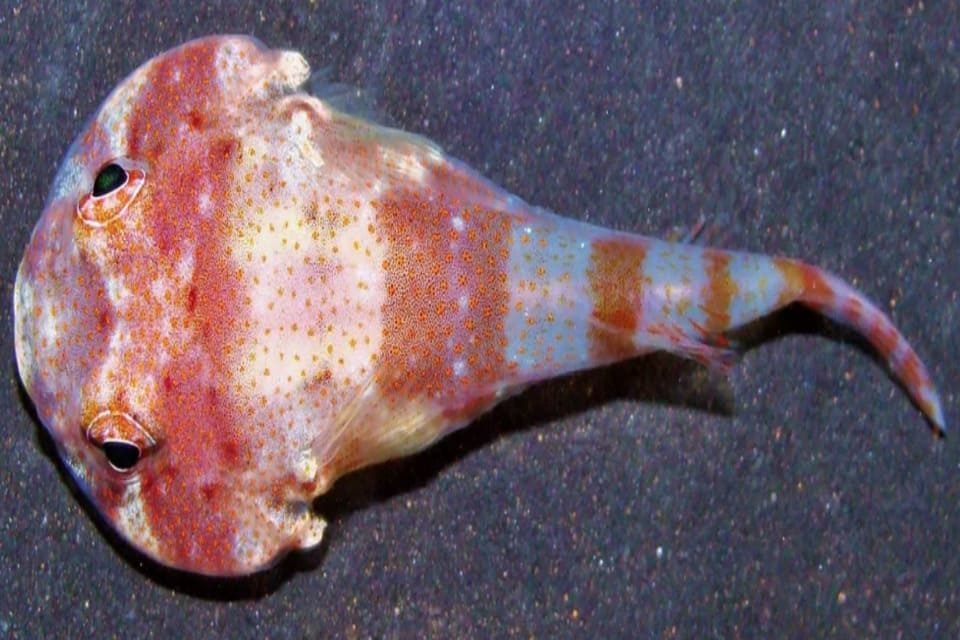 Imagem colorida do peixinho Simon, descoberto no Brasil - Metrópoles