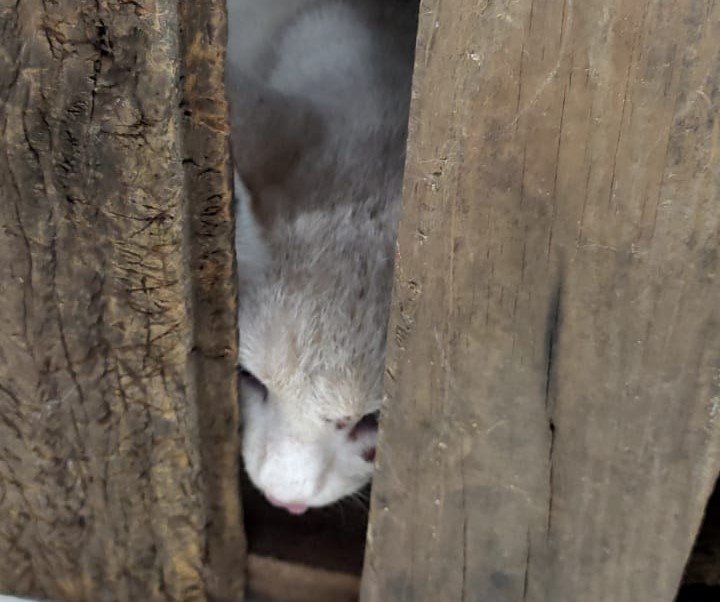 Imagem colorida mostra gato branco com manchas cinzas no topo da cabeça e um ferimento no olho esquerdo entre pedaços de madeira - Metrópoles