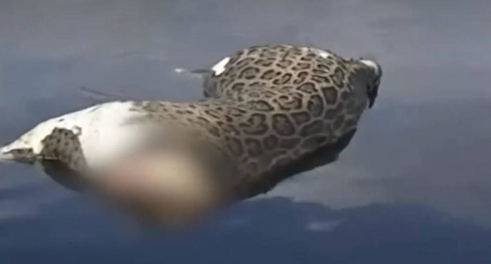 PF recebeu notícia-crime e publicações de vídeo nos quais se via o corpo de uma onça-pintada adulta, sem cabeça, flutuando no leito do rio do Paraguai-mirim