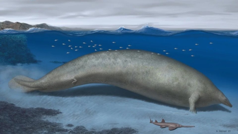 Imagem colorida do Perucetus colossus, uma baleia extinta considerada o animal mais pesado da história - Metrópoles