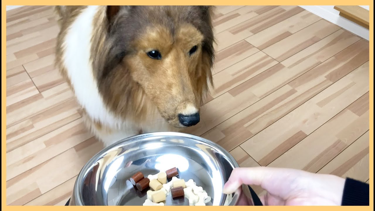 【着ぐるみ】犬になったからには、ドックフードを食べてみたい！？