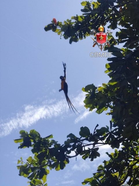 Arara voando próximo à árvore. Ave ficou com penas presas em fio de nylon