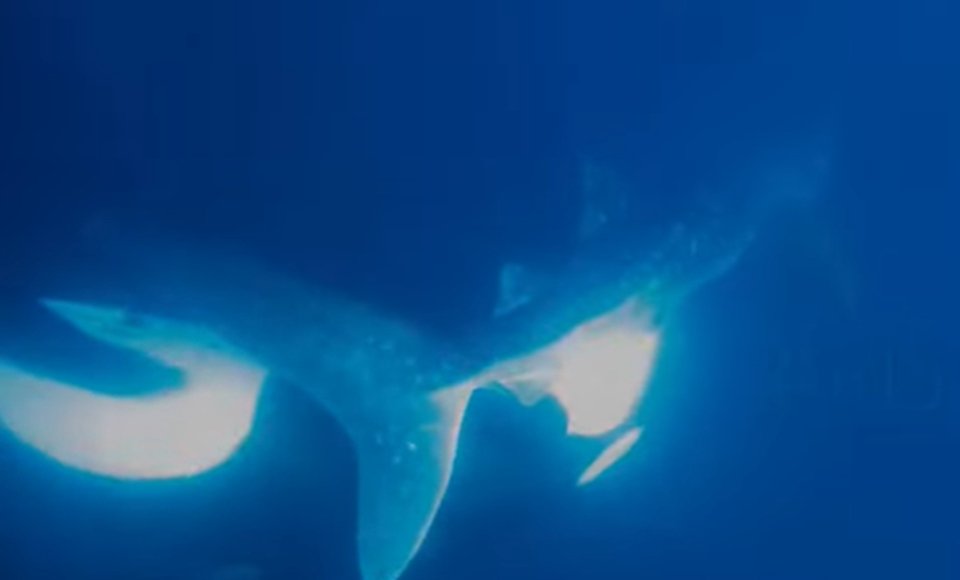 Imagem colorida de tubarão-baleia sendo atacado por orcas - Metrópoles