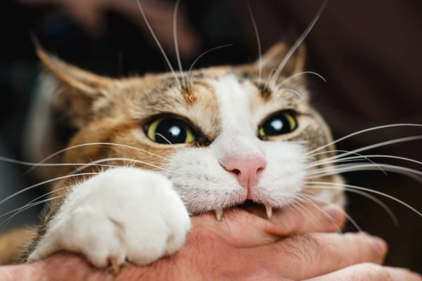 Foto ilustrativa mostra gato branco e caramelo mordendo a mão de uma pessoa