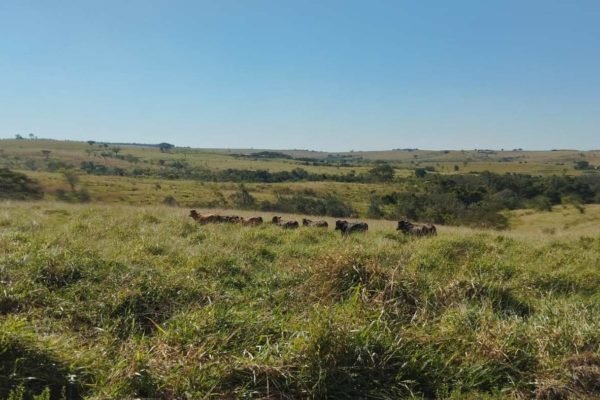 Foto colorida - Área verde protegida conhecida como reserva legal; em meio à área verde, é possível ver bois e vacas pastando no local