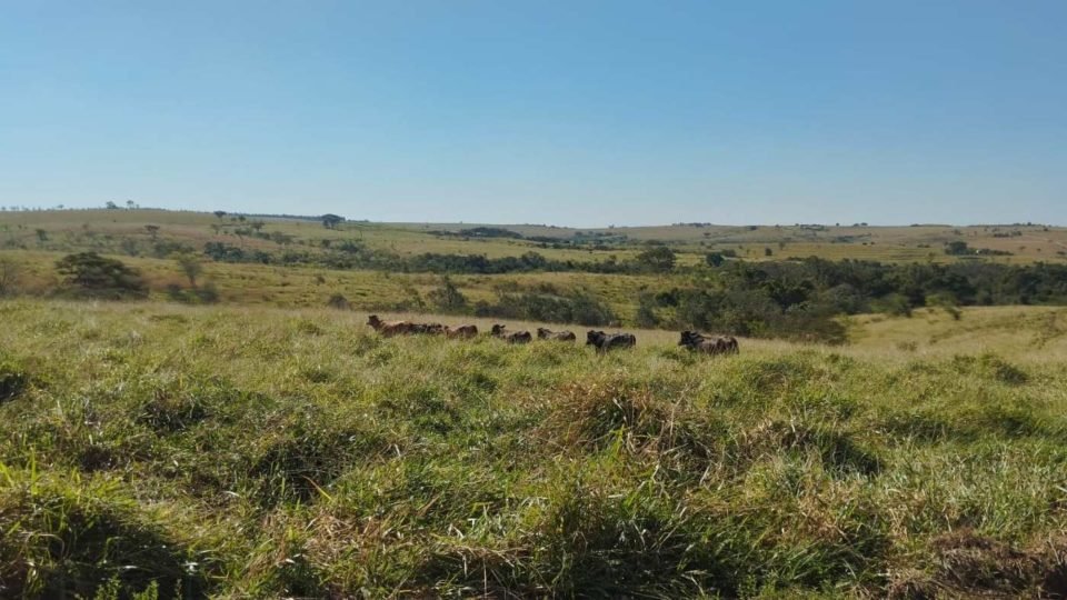 Foto colorida - Área verde protegida conhecida como reserva legal; em meio à área verde, é possível ver bois e vacas pastando no local