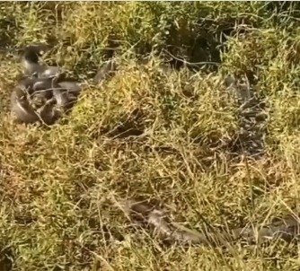 Sucuri verde é resgatada pelos bombeiros no quintal de casa em Goiás;  conheça a espécie, Goiás