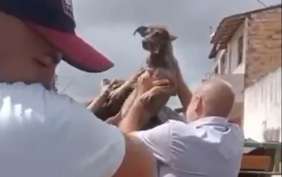 Veterinária diz que cães resgatados em situação de abandono estão  desnutridos e doentes: 'Revoltante', Sorocaba e Jundiaí